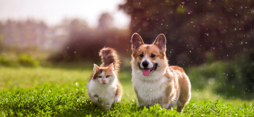 Furry,Friends,Red,Cat,And,Corgi,Dog,Walking,In,A